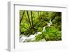 Beautiful stream in the lush Tongass National Forest, Alaska-Mark A Johnson-Framed Premium Photographic Print