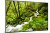 Beautiful stream in the lush Tongass National Forest, Alaska-Mark A Johnson-Mounted Premium Photographic Print