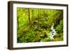 Beautiful stream in the lush Tongass National Forest, Alaska-Mark A Johnson-Framed Photographic Print