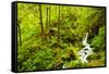 Beautiful stream in the lush Tongass National Forest, Alaska-Mark A Johnson-Framed Stretched Canvas