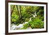 Beautiful stream in the lush Tongass National Forest, Alaska-Mark A Johnson-Framed Photographic Print