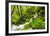 Beautiful stream in the lush Tongass National Forest, Alaska-Mark A Johnson-Framed Photographic Print