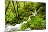 Beautiful stream in the lush Tongass National Forest, Alaska-Mark A Johnson-Mounted Photographic Print