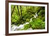 Beautiful stream in the lush Tongass National Forest, Alaska-Mark A Johnson-Framed Photographic Print