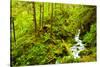 Beautiful stream in the lush Tongass National Forest, Alaska-Mark A Johnson-Stretched Canvas