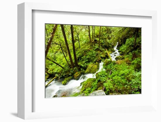 Beautiful stream in the lush Tongass National Forest, Alaska-Mark A Johnson-Framed Photographic Print