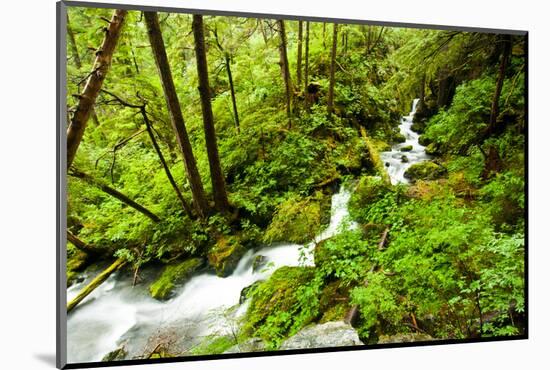 Beautiful stream in the lush Tongass National Forest, Alaska-Mark A Johnson-Mounted Photographic Print