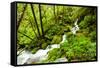 Beautiful stream in the lush Tongass National Forest, Alaska-Mark A Johnson-Framed Stretched Canvas