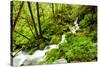 Beautiful stream in the lush Tongass National Forest, Alaska-Mark A Johnson-Stretched Canvas