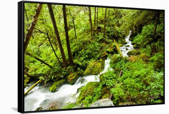 Beautiful stream in the lush Tongass National Forest, Alaska-Mark A Johnson-Framed Stretched Canvas