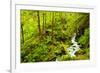 Beautiful stream in the lush Tongass National Forest, Alaska-Mark A Johnson-Framed Photographic Print