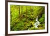 Beautiful stream in the lush Tongass National Forest, Alaska-Mark A Johnson-Framed Photographic Print