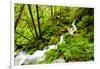 Beautiful stream in the lush Tongass National Forest, Alaska-Mark A Johnson-Framed Photographic Print