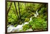 Beautiful stream in the lush Tongass National Forest, Alaska-Mark A Johnson-Framed Photographic Print