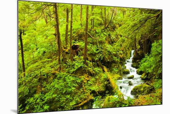 Beautiful stream in the lush Tongass National Forest, Alaska-Mark A Johnson-Mounted Photographic Print