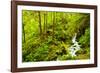 Beautiful stream in the lush Tongass National Forest, Alaska-Mark A Johnson-Framed Photographic Print