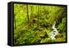 Beautiful stream in the lush Tongass National Forest, Alaska-Mark A Johnson-Framed Stretched Canvas