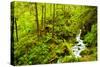 Beautiful stream in the lush Tongass National Forest, Alaska-Mark A Johnson-Stretched Canvas