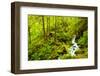 Beautiful stream in the lush Tongass National Forest, Alaska-Mark A Johnson-Framed Photographic Print