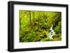 Beautiful stream in the lush Tongass National Forest, Alaska-Mark A Johnson-Framed Photographic Print