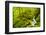 Beautiful stream in the lush Tongass National Forest, Alaska-Mark A Johnson-Framed Photographic Print