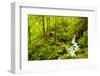 Beautiful stream in the lush Tongass National Forest, Alaska-Mark A Johnson-Framed Photographic Print