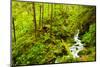 Beautiful stream in the lush Tongass National Forest, Alaska-Mark A Johnson-Mounted Photographic Print