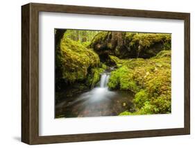 Beautiful stream in the lush Tongass National Forest, Alaska-Mark A Johnson-Framed Photographic Print