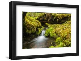 Beautiful stream in the lush Tongass National Forest, Alaska-Mark A Johnson-Framed Photographic Print