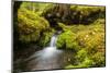 Beautiful stream in the lush Tongass National Forest, Alaska-Mark A Johnson-Mounted Photographic Print