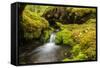 Beautiful stream in the lush Tongass National Forest, Alaska-Mark A Johnson-Framed Stretched Canvas