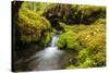 Beautiful stream in the lush Tongass National Forest, Alaska-Mark A Johnson-Stretched Canvas