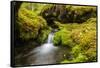 Beautiful stream in the lush Tongass National Forest, Alaska-Mark A Johnson-Framed Stretched Canvas