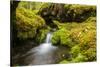 Beautiful stream in the lush Tongass National Forest, Alaska-Mark A Johnson-Stretched Canvas