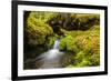 Beautiful stream in the lush Tongass National Forest, Alaska-Mark A Johnson-Framed Photographic Print