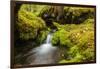 Beautiful stream in the lush Tongass National Forest, Alaska-Mark A Johnson-Framed Photographic Print