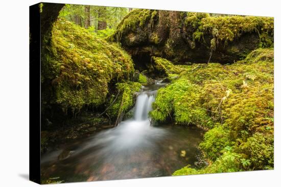 Beautiful stream in the lush Tongass National Forest, Alaska-Mark A Johnson-Stretched Canvas