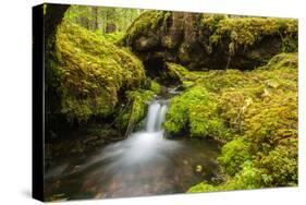 Beautiful stream in the lush Tongass National Forest, Alaska-Mark A Johnson-Stretched Canvas