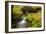 Beautiful stream in the lush Tongass National Forest, Alaska-Mark A Johnson-Framed Photographic Print