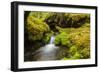 Beautiful stream in the lush Tongass National Forest, Alaska-Mark A Johnson-Framed Photographic Print