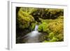 Beautiful stream in the lush Tongass National Forest, Alaska-Mark A Johnson-Framed Photographic Print