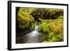 Beautiful stream in the lush Tongass National Forest, Alaska-Mark A Johnson-Framed Photographic Print