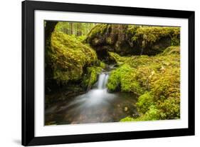 Beautiful stream in the lush Tongass National Forest, Alaska-Mark A Johnson-Framed Photographic Print