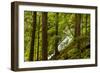 Beautiful stream in the lush Tongass National Forest, Alaska-Mark A Johnson-Framed Photographic Print