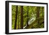 Beautiful stream in the lush Tongass National Forest, Alaska-Mark A Johnson-Framed Photographic Print