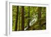 Beautiful stream in the lush Tongass National Forest, Alaska-Mark A Johnson-Framed Photographic Print