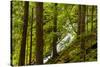 Beautiful stream in the lush Tongass National Forest, Alaska-Mark A Johnson-Stretched Canvas