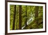 Beautiful stream in the lush Tongass National Forest, Alaska-Mark A Johnson-Framed Photographic Print