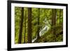 Beautiful stream in the lush Tongass National Forest, Alaska-Mark A Johnson-Framed Photographic Print