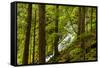 Beautiful stream in the lush Tongass National Forest, Alaska-Mark A Johnson-Framed Stretched Canvas